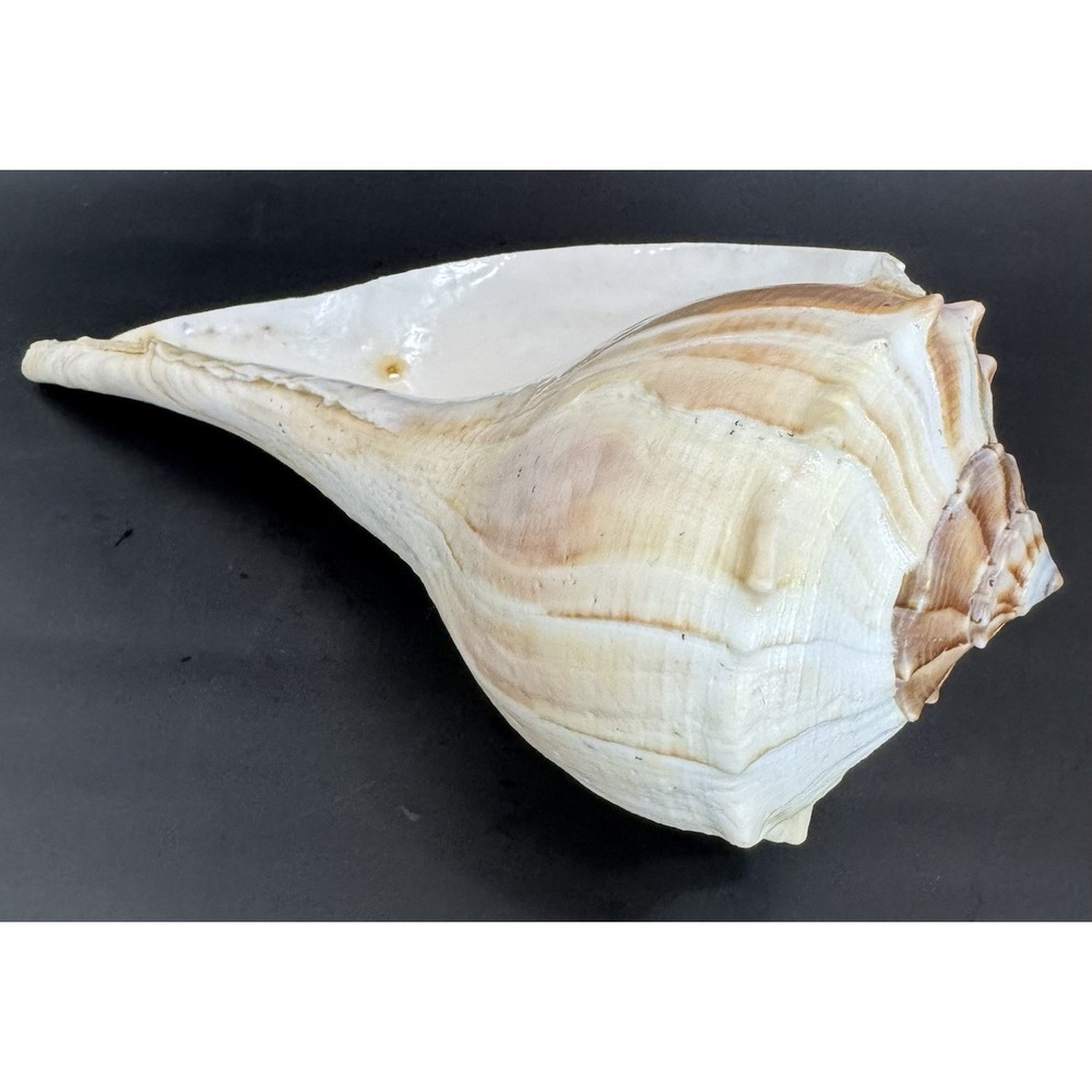 Large 12" Natural Lightning Whelk Shell Coastal Beach Nautical Ocean Decor Left - Picture 7 of 16